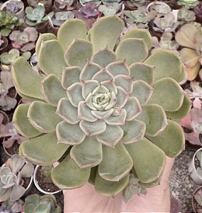 E. AURENTHIA POTE 9