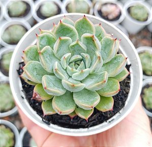 E. AURENTHIA POTE 9