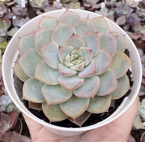 E. VIRID FLARE POTE 9