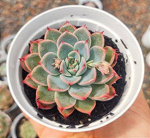 E. VIRID FLARE POTE 9