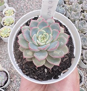 E. VIRID FLARE POTE 9