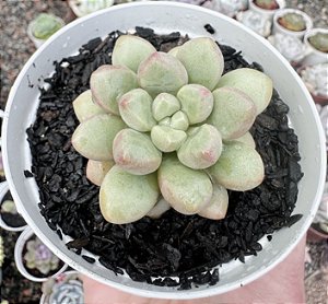 E. CANDY BEAN POTE 9