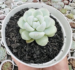E. ICE GREEN POTE 9