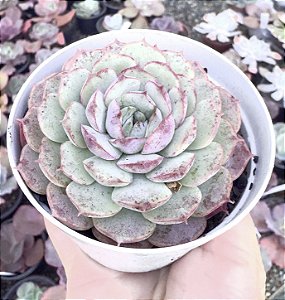 E. CHARLOTE ROSE POTE 9
