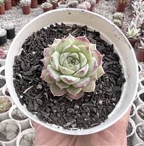 E. CHARLOTE ROSE POTE 9