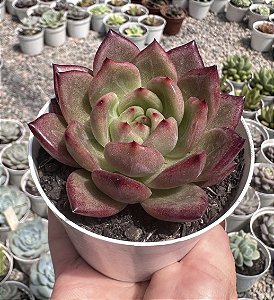 E. NIGHT DEMON POTE 9