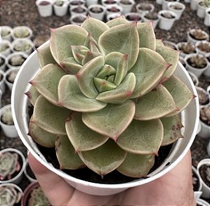 E. X CHROMA POTE 9