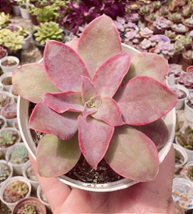 E. GOLDEN TOWERS POTE 9