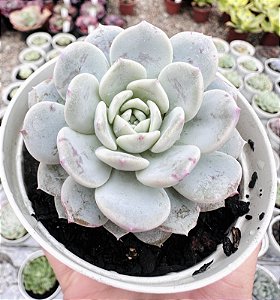 E. RAFFINE POTE 9