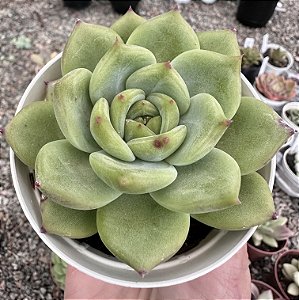 E. COLORATA SOLMÉRIA POTE 9
