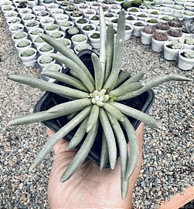 SENECIO SCAPOSUS POTE 7