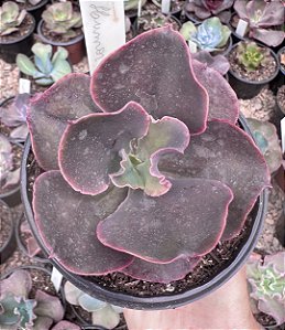 E. GIBB. DARK HUMOR POTE 11