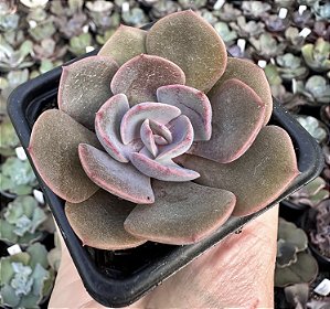 E. DUSTY ROSE POTE 7