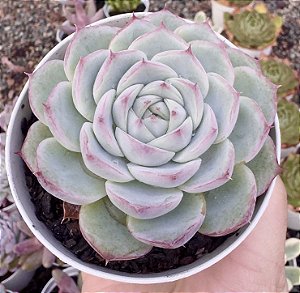 E. CRISTAL ROSE POTE 9