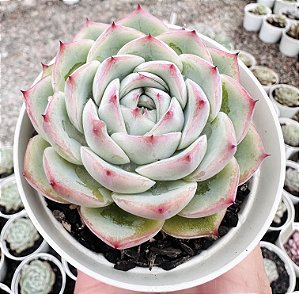 E. CRISTAL ROSE POTE 9