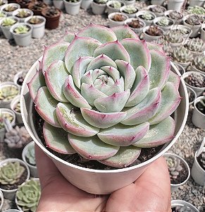 E. CRISTAL ROSE POTE 9