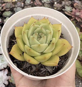 E. COLORATA GREEN FORM POTE 9