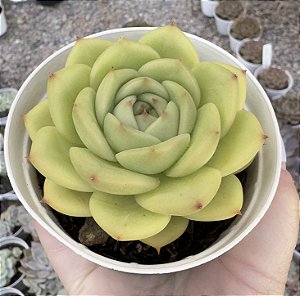 E. COLORATA GREEN FORM POTE 9