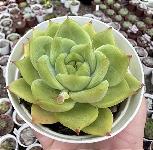 E. COLORATA GREEN FORM POTE 9