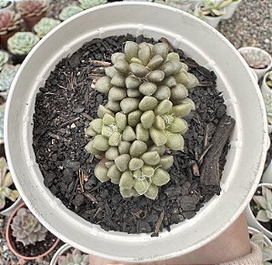 ANACAMPSEROS ARACHNOIDES POTE 9