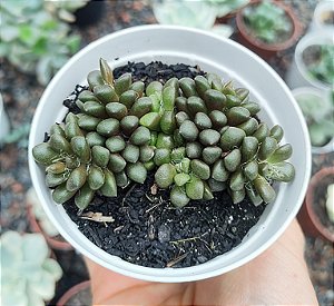 ANACAMPSEROS ARACHNOIDES POTE 9