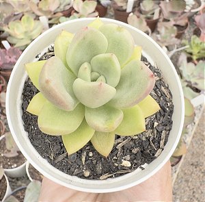 E. AVOCADO CREAM POTE 9