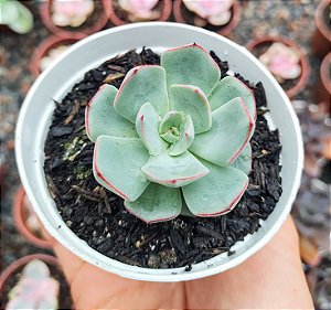 E. STRICTIFLORA V. NOVA POTE 9