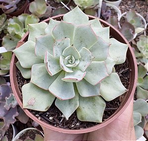 E. STRICTIFLORA V. NOVA POTE 9