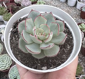 E. STRICTIFLORA V. NOVA POTE 9