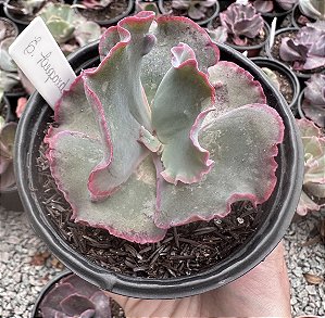 E. GIBB. LEOPARD DRAGON POTE 11