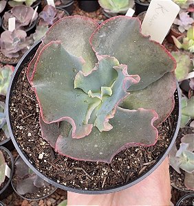 E. GIBB. KREAM CORAL POTE 11