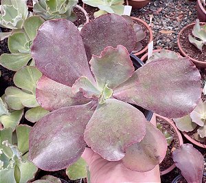 E. GIBB. CORAL REEF POTE 11