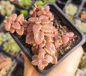 PLECTRANTHUS PROSTATUS POTE 7