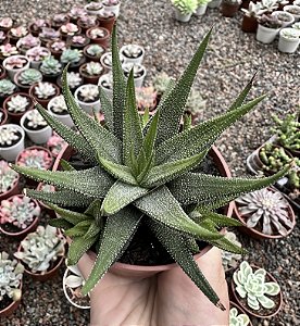 H. ATENUATTA RADULA POTE 9