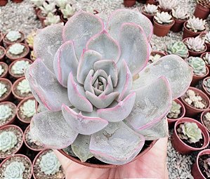 E. ORION POTE 9