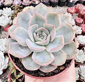 E. ORION POTE 9