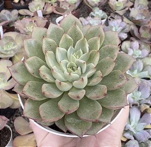 E. AURORALIS POTE 9