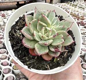 E. AURORALIS POTE 9