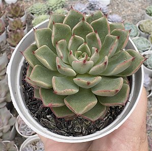 E. AURORALIS POTE 9