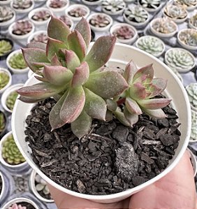 E. IGNIS POTE 9