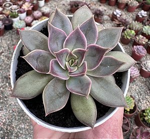 E. CHLOE POTE 9
