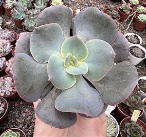 E. GANDIVA POTE 9