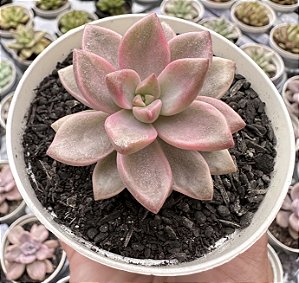 G. BRONZE VARIEGATA POTE 9