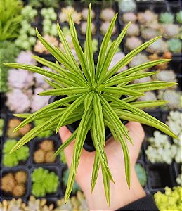 PEPEROMIA FERREYRAE POTE 7