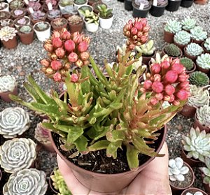 KALANCHOE SPIDER POTE 9