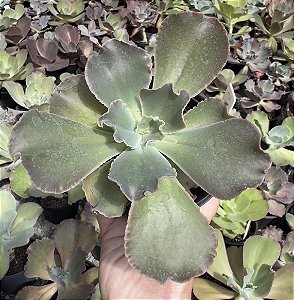 E. GIBB. DARK KNIGHT POTE 11