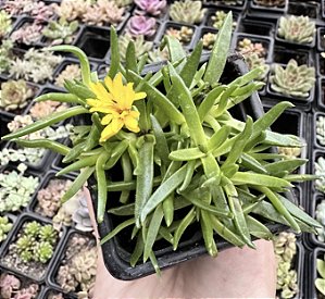 DELOSPERMA CONGESTUM POTE 7