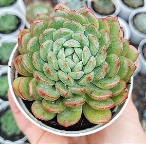 E. CANARY IMPORTADA POTE 9