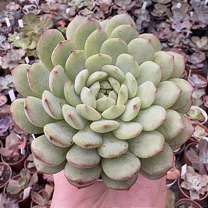 E. CANARY IMPORTADA POTE 9
