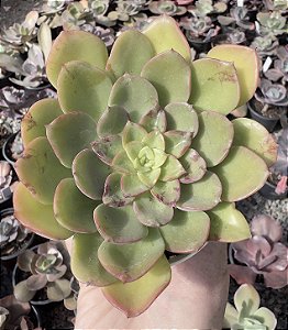 E. NOBILE POTE 9